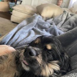 English Cocker Spaniel Available in Chillicothe, oh