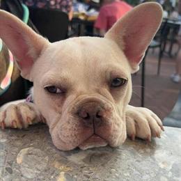 2 Year Old Female French Bulldog AKC in Burton, mi