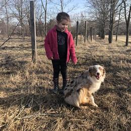 Female Red Merle Australian Shepherd Looking for a New Home in Burton, mi