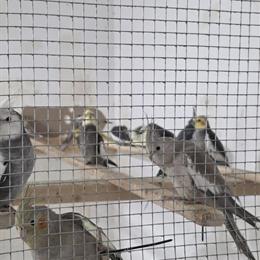 Cockatiel for Adoption in Louisville, ky