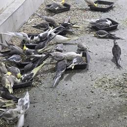 Cockatiels for Sale - Regular and White-Faced in Louisville, ky