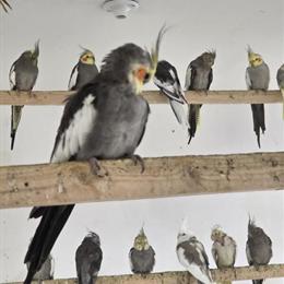 Cockatiels for Sale in Louisville, ky