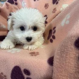 Maltipoo and Teddy Bear puppies available in Pittsburgh, Cleveland, and Youngstown in Cranberry Township, pa