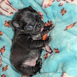 AKC Pug Puppies Available for Adoption in Vermilion, oh
