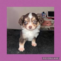 Toy/Mini Australian Shepherds Available in Charlotte, nc