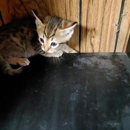 Savannah Kittens - Female Available Soon in Cleveland, oh