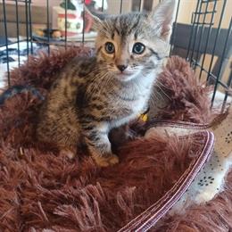 Savannah Male Kitten with Beautiful Markings for $375 in Cleveland, oh