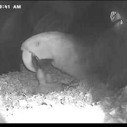 Greenwing Proven Pair for Sale in Riverside, ca