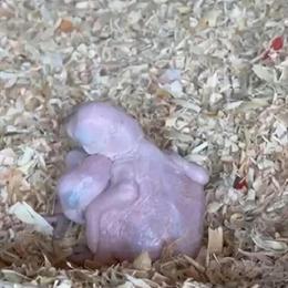 Proven breeding pair of greenwing birds for sale in Riverside, ca