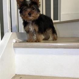 Male Teacup Yorkshire Terrier Puppy for Sale in Lake Worth, fl