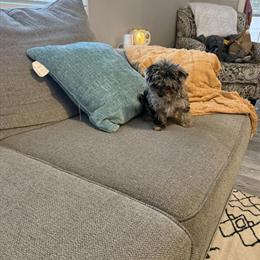 Yorkiepoo Puppy Looking for a Home in Winston-Salem, nc