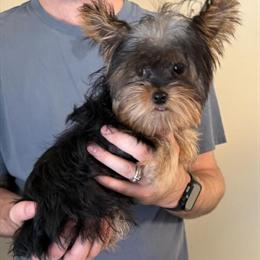 Nine Month Old Male Yorkshire Terrier Looking for a New Home in Winston-Salem, nc
