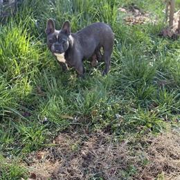Blue French Bulldog for Adoption in Winston-Salem, nc
