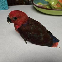 Female Eclectus Baby Available for Deposit in Nashville, tn