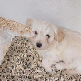 Chiapom Puppy for Sale in Saginaw, mi