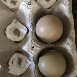 Fertile Ringneck Pheasant Eggs for Hatching in Romulus, mi