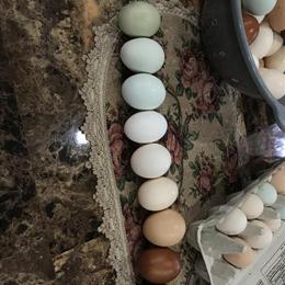Fertile Hatching Eggs from Fancy Breeds and Mixes in Romulus, mi
