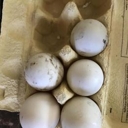 Fertile Hatching Muscovy Duck Eggs for Sale in Romulus, mi