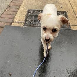 Sweet Male Dog for Sale for $100 in Michigan Center, mi