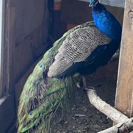 Peacocks for Sale - Pair for $900 in Michigan Center, mi