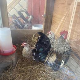 Serama Pair for Sale for $100 in Michigan Center, mi