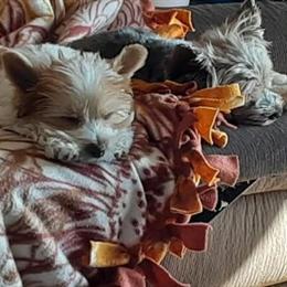 Biewer Yorkshire Terrier Puppies Ready for New Homes in New Lothrop, mi
