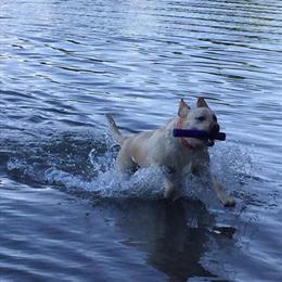 Gorgeous English Labrador Retrievers Available for Adoption in New Lothrop, mi