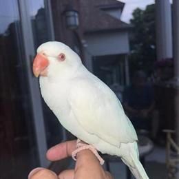 Albino Indian Ringneck Parrot for Rehoming in Dearborn, mi