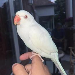 Indian Ringneck Parrot for Sale - Speaking Female Parrot in Dearborn, mi