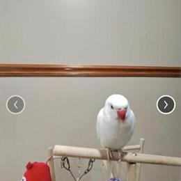 Albino Indian Ringneck Parrot for Sale in Dearborn, mi