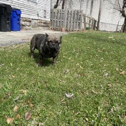 American Bully Male for Pet Home - 2 Years Old in Cleveland, oh