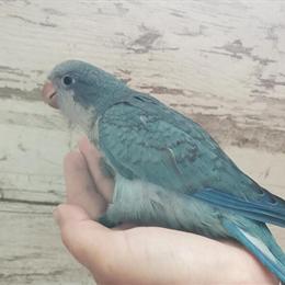 Quaker Parrots Available in April/May in Fishers, in