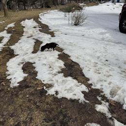 English Springer Spaniel Puppies AKC Available for Adoption in Cadillac, mi