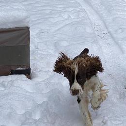 English Springer Spaniel Puppies AKC Available for Deposit in Cadillac, mi