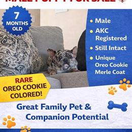 French Bulldog Male Puppy Available in Fredericksburg, va