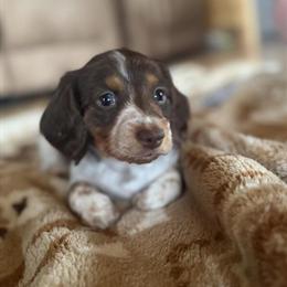 Mini Longhair Dachshund Male Available in Somerset, ky