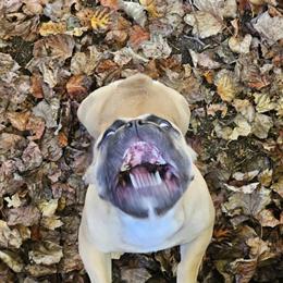 French Bulldog Puppies for Adoption in Pasadena, md