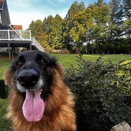 Female German Shepherd Needs a Loving Home in Burlington, nc