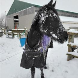 Horse Boarding Available on 40 Acre Property in Grand Rapids, mi
