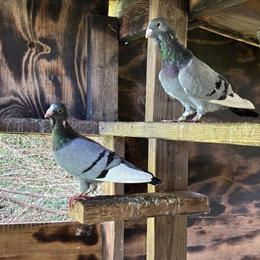 Dewlap Pigeons for Sale - Singles and Breeding Pairs Available in Mount Holly, nc