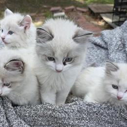 Ragdoll Kittens Available - 10 Weeks Old in Dover, fl