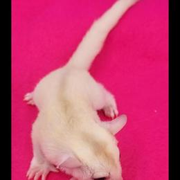 Sugar Glider Babies Available with Special Pricing in Arlington Heights, il