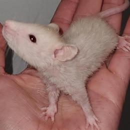 Pet Rat Breeder Offering Healthy Ratties in Arlington Heights, IL in Arlington Heights, il