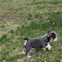 Mini Bulldog Girl - Blue Tri-Color, Born 1-12-26 in Clyde, ny