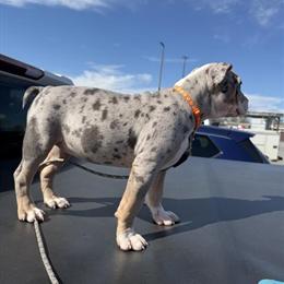 XL American Bully Puppies for Adoption in Statesville, nc