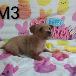 Shorkie Puppies Ready for New Homes in Flint, mi