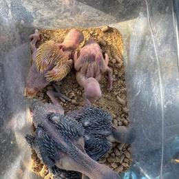 Lutino Indian Ringnecks for Adoption in Orlando, fl