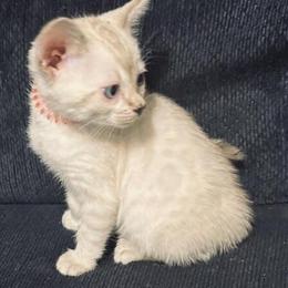 Bengal Female Kitten TICA Registered Ready for New Home in Brandenburg, ky