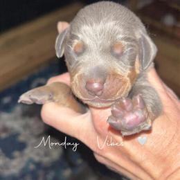 Blue Male Puppy Ready May 16 in Spring Hill, fl