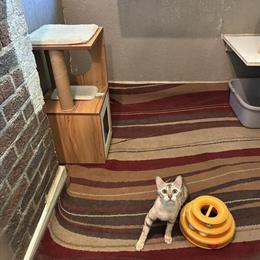 Female Bengal Cat - TICA Registered Snow in Brandenburg, ky